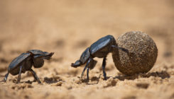 [:es]Humble dung beetles may be ideal DNA detectors for animal surveys[:]