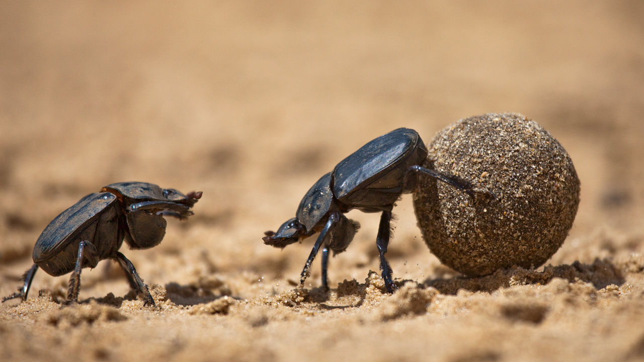 [:es]Humble dung beetles may be ideal DNA detectors for animal surveys[:]