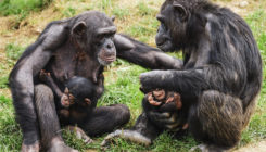 [:es] Los chimpancés también se unen frente al enemigo exterior [:]