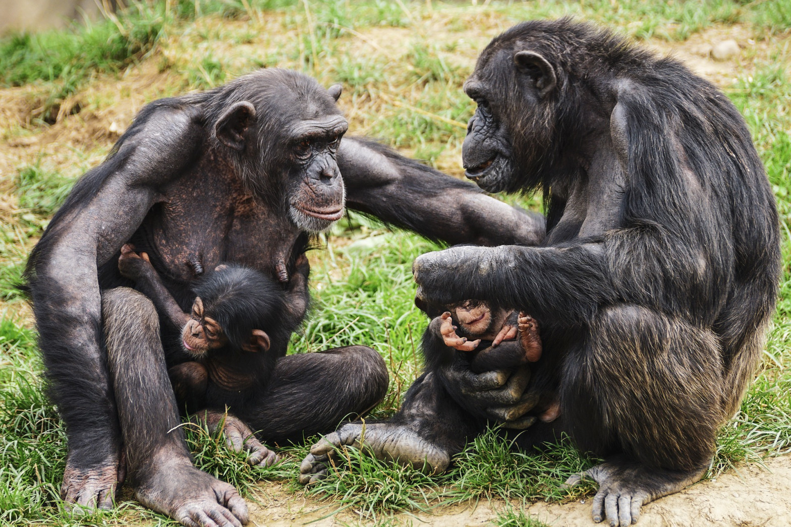 [:es] Los chimpancés también se unen frente al enemigo exterior [:]