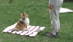 [:es]Dogs Pass Test for Awareness of Their Own Bodies[:]