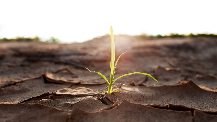 [:es]Animal ‘relax’ gene helps plants save water[:]