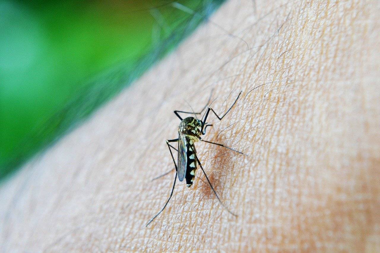 [:es]Así están conectados cambio climático y transmisión de la malaria[:]