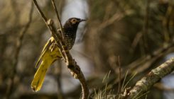 [:es]Songbirds without a song[:]