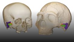[:es]Los neandertales pudieron oír y hablar como nosotros[:]