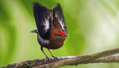 [:es]The genes behind the sexiest birds on the planet[:]