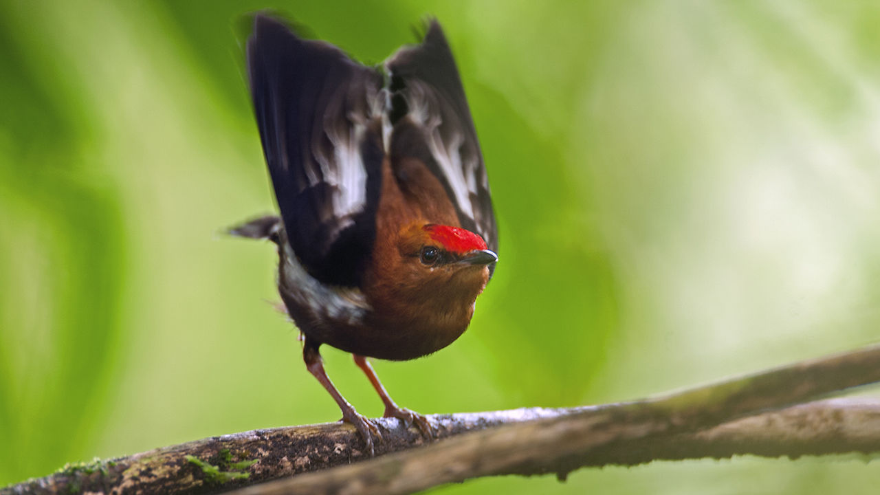 [:es]The genes behind the sexiest birds on the planet[:]