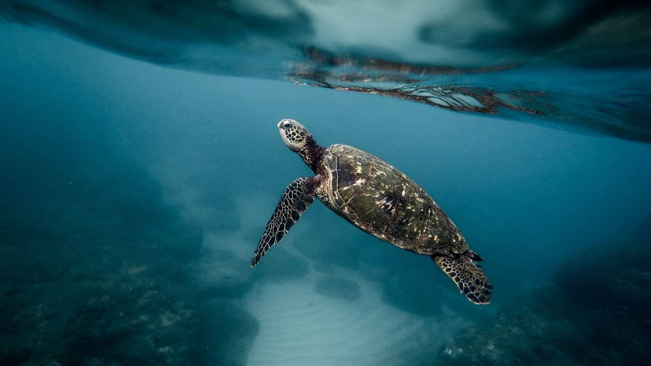 [:es]Tiburones, tortugas y pingüinos nadan en círculo de manera similar[:]