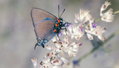 [:es]Butterflies are vanishing in the western U.S.—but not for the reasons scientists thought[:]