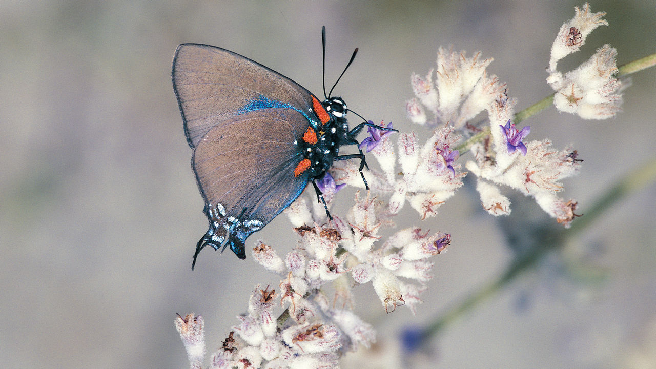 [:es]Butterflies are vanishing in the western U.S.—but not for the reasons scientists thought[:]