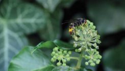 [:es]Liztor beltzaren inbasioaren modelizazioa[:]