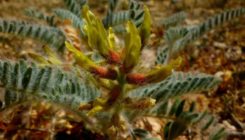 [:es]Seventeen “Extinct” European Plant Species Found Alive[:]