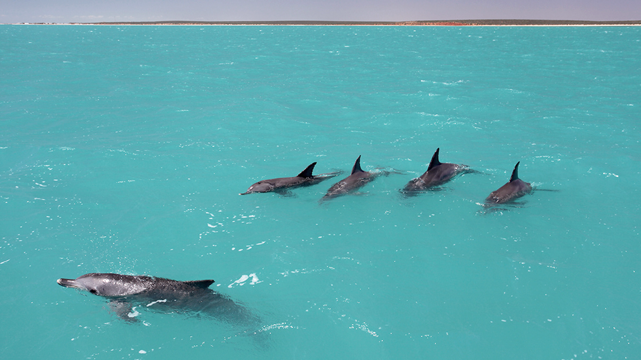 [:es]Dolphins learn the ‘names’ of their friends to form teams—a first in animal kingdom[:]