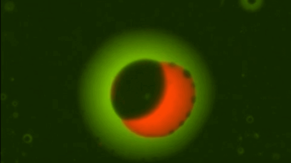 [:es]Aerosols have three different liquid phases[:]