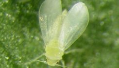 [:es]Landareetatik intsektuetara ere, geneen transferentzia naturala[:]