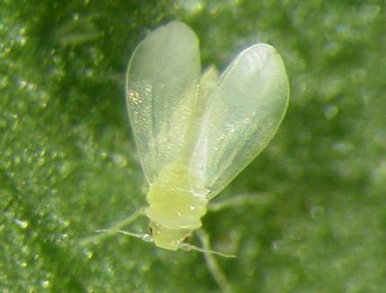 [:es]Landareetatik intsektuetara ere, geneen transferentzia naturala[:]