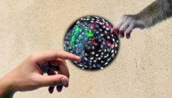 [:es]Embriones quiméricos humano-mono [:]