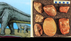 [:es] ¿Viajaron estas piedras más de 1000 kilómetros en el estómago de dinosaurios? [:]