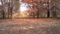 [:es] Chernóbil, territorio lobo[:]