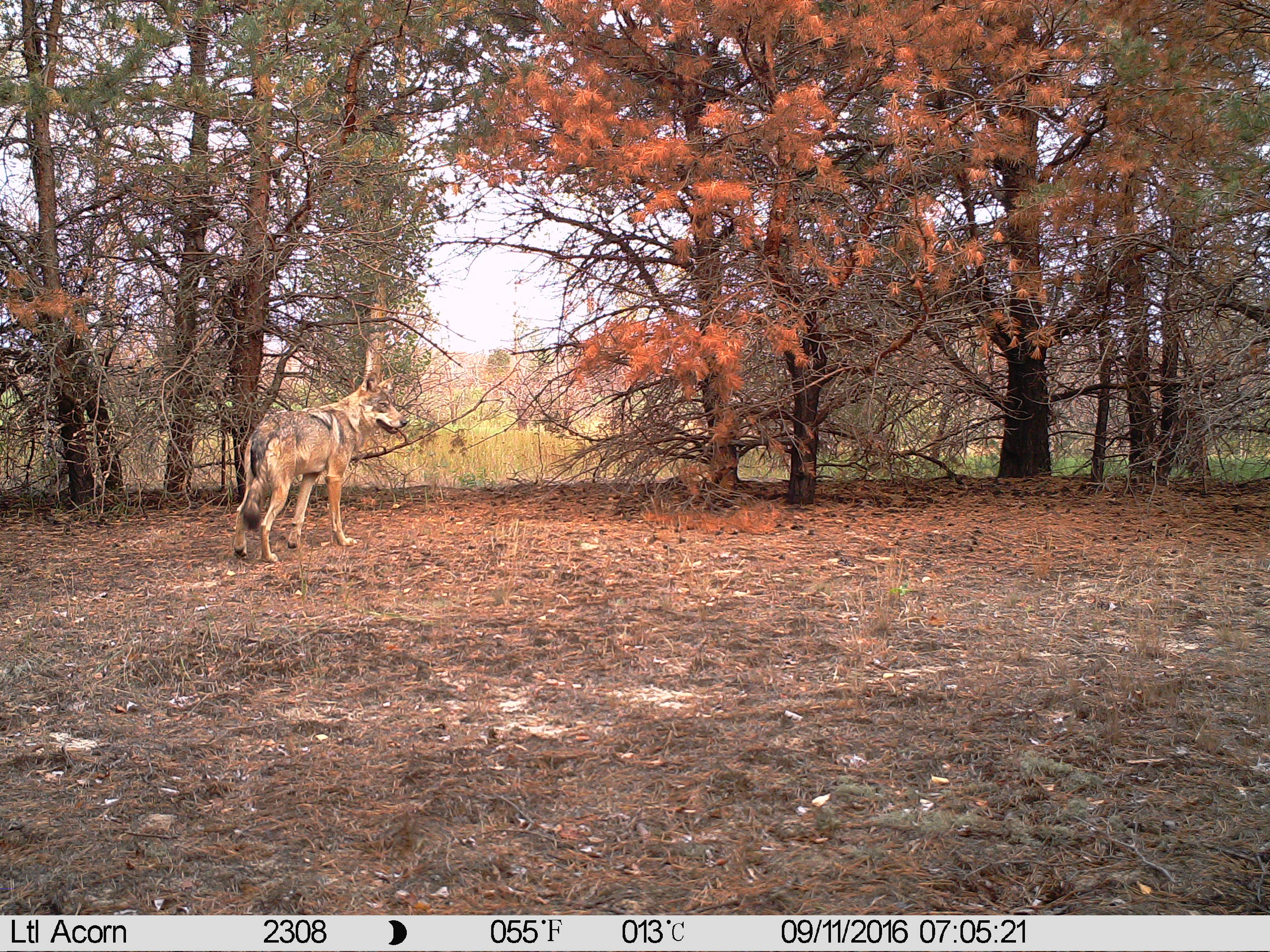 [:es] Chernóbil, territorio lobo[:]