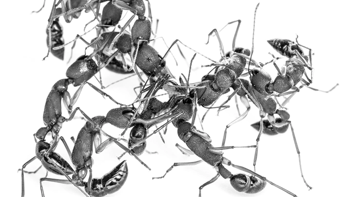 [:es]A Tiny Ant Brain Is Still Too Big for Reproduction[:]