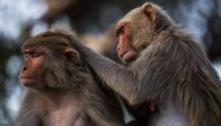 [:es]Humans can have more or less than 150 friends[:]