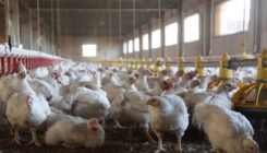 [:es]H5N8 birusaz hegaztien gripea gizakietan zabaltzeko arriskuaz ohartarazi dute[:]