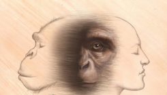 [:es]Chimpancés y humanos comparten un ancestro común que vivió a finales del Mioceno[:]
