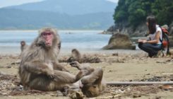 [:es]Cómo interpretan los macacos japoneses las miradas de otros[:]
