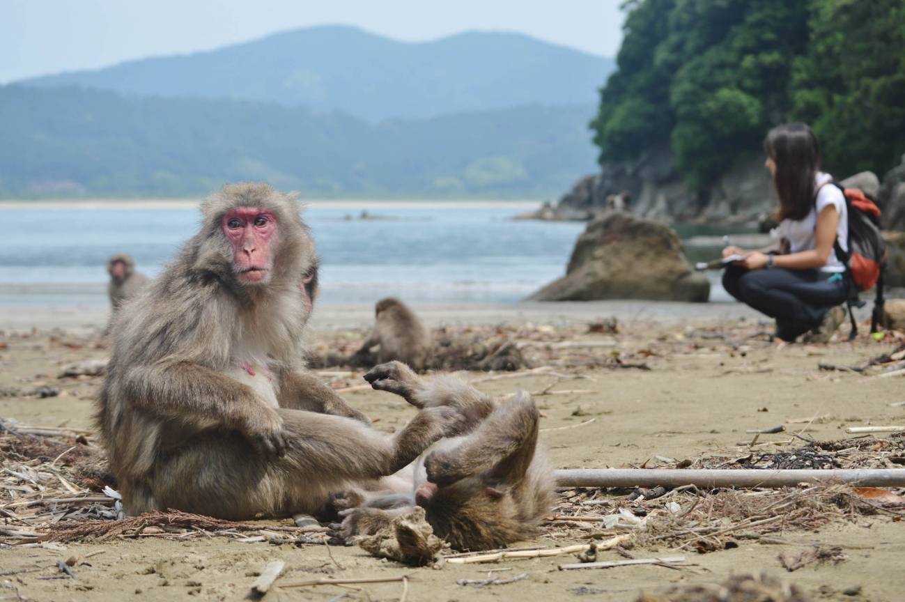 [:es]Cómo interpretan los macacos japoneses las miradas de otros[:]