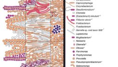 [:es]Giza ahoko mikrobiomaren eboluzioa ikertu dute[:]