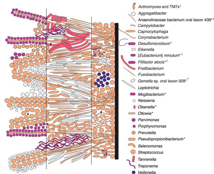 [:es]Giza ahoko mikrobiomaren eboluzioa ikertu dute[:]