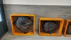 [:es]Mutrikuko amonite erraldoien historia argitzen ari da EHU[:]