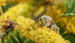 [:es]Identifican más de 470 especies de abejas en una zona desértica entre EE UU y México[:]