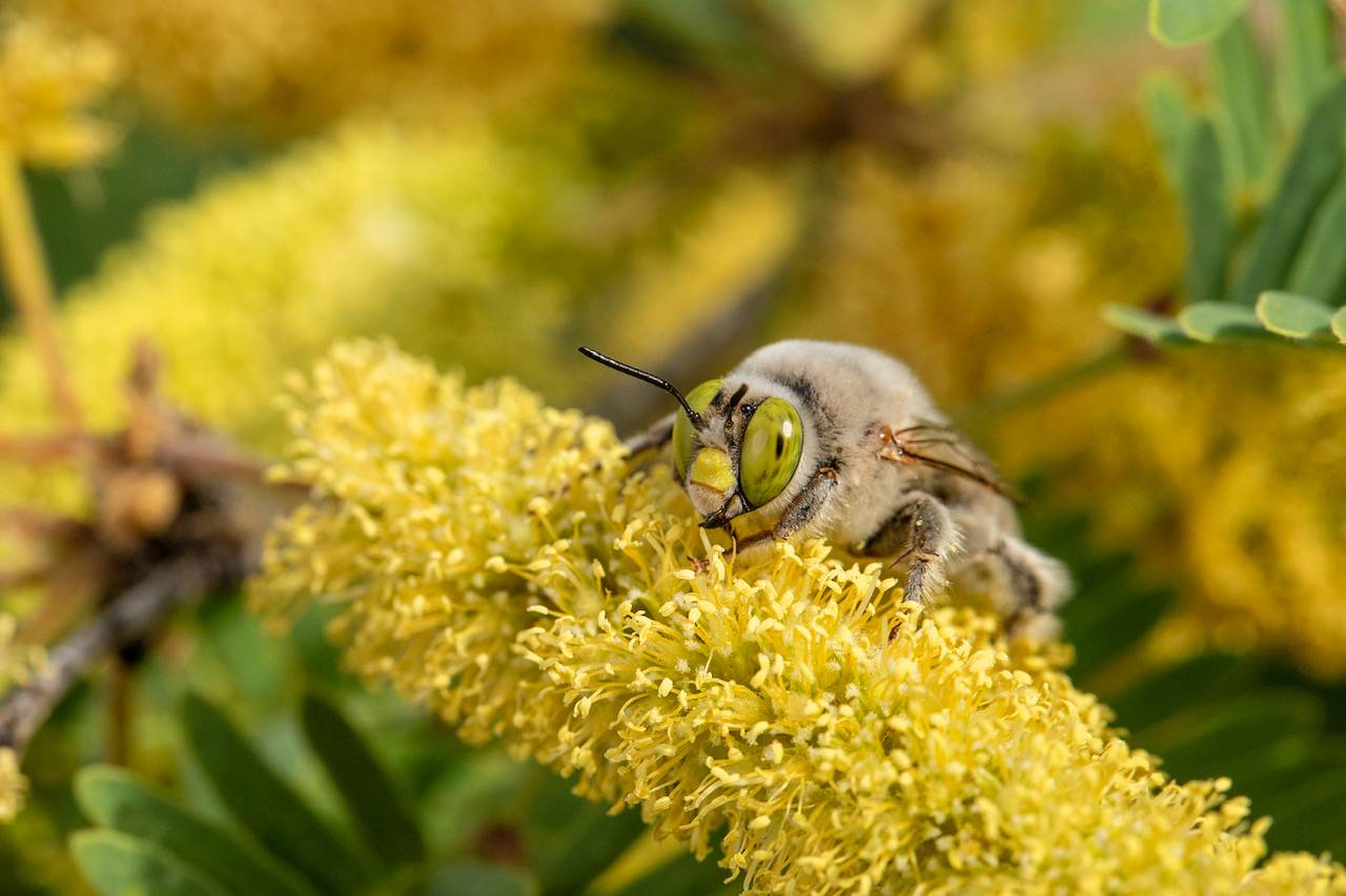 [:es]Identifican más de 470 especies de abejas en una zona desértica entre EE UU y México[:]