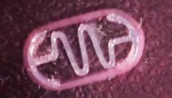 [:es]Nuevos biobots capaces de nadar[:]