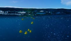 [:es]Cuatro matemáticos demuestran que era imposible predecir el destino de 29.000 patitos de goma en el mar[:]