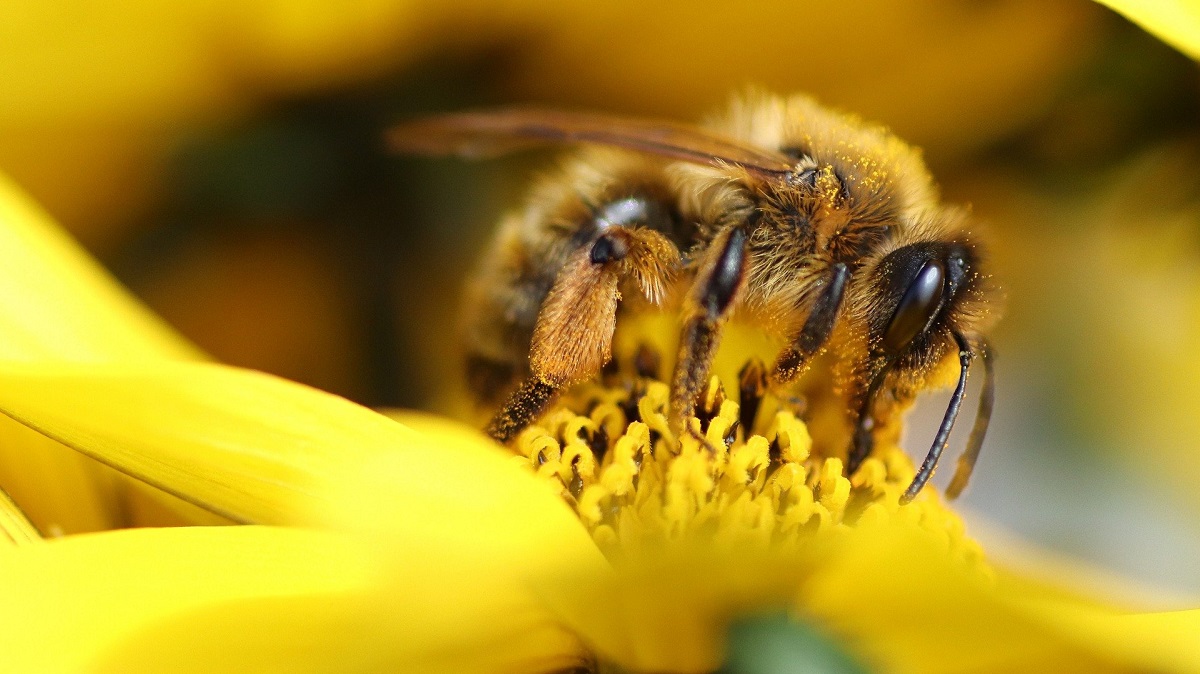 [:es]Pollen patties could help save pollinators[:]