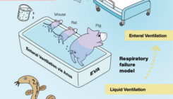 [:es]Mammals Can Use Their Intestines to Breathe[:]