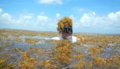 [:es] El mar de los sargazos se está convirtiendo en una “zona muerta” [:]