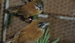 [:es]Duetting wrens sing with telepathic link[:]