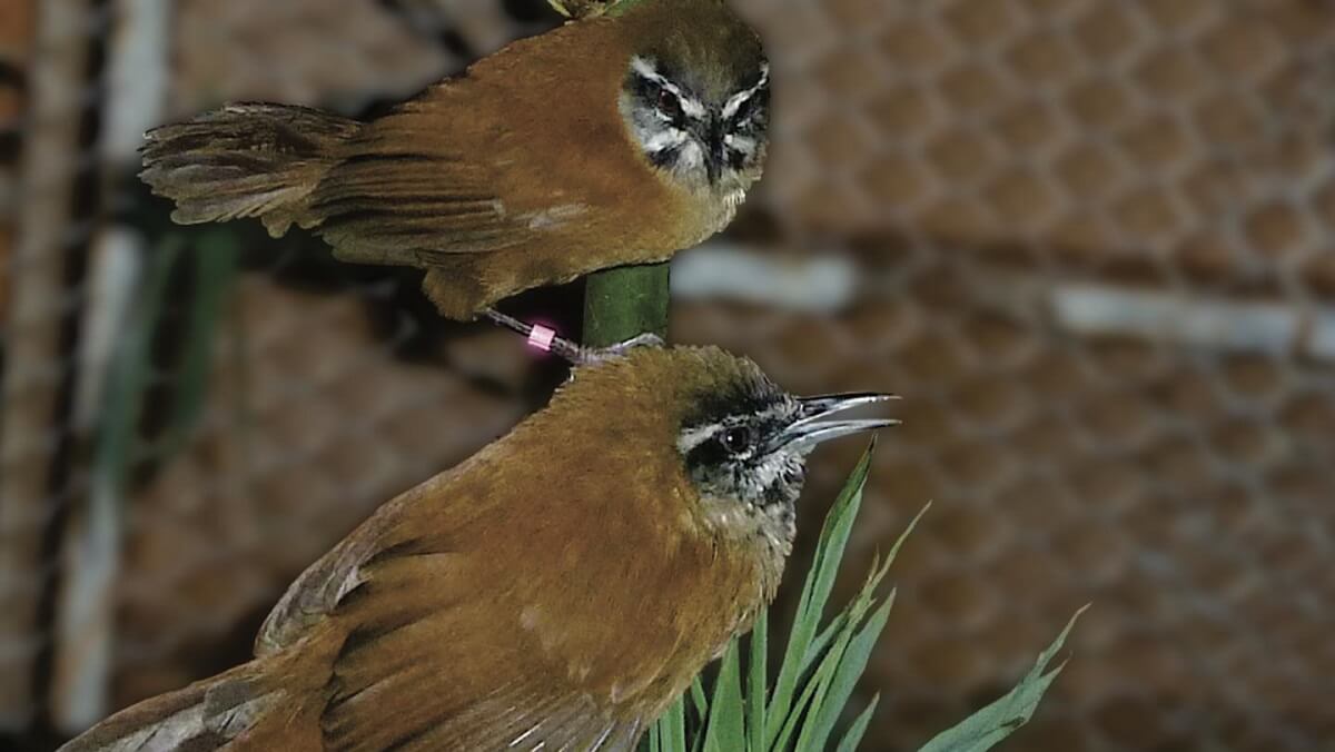 [:es]Duetting wrens sing with telepathic link[:]