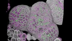 [:es]How do cells know when they’re fully grown?[:]
