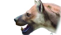 [:es]Descubren una nueva especie de carnívoro en el madrileño Cerro de los Batallones[:]