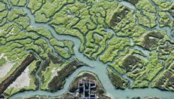 [:es]Doñana en la encrucijada[:]
