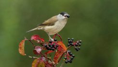 [:es]Las aves migratorias dispersan las plantas en la mala dirección con el cambio climático [:]