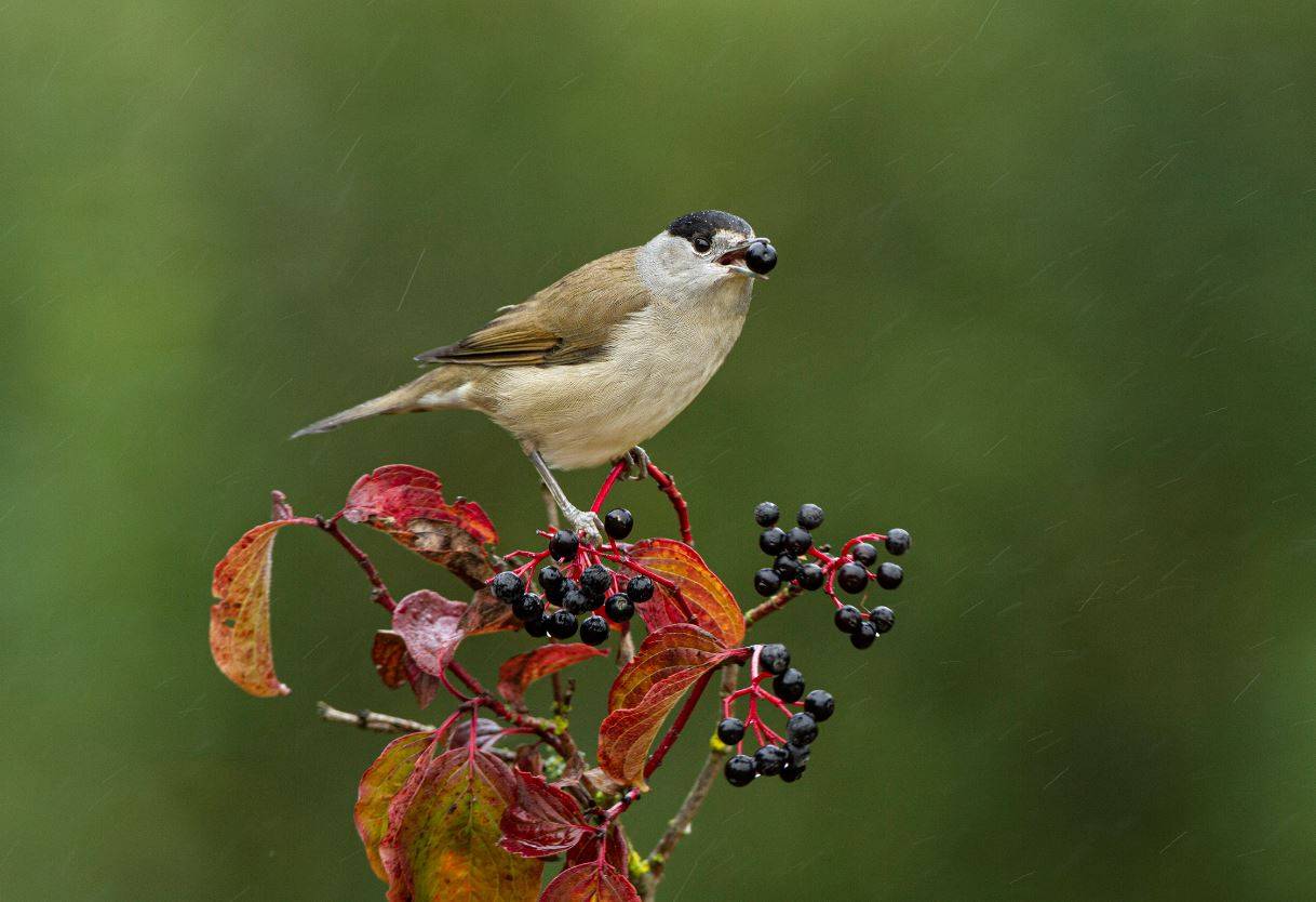 [:es]Las aves migratorias dispersan las plantas en la mala dirección con el cambio climático [:]