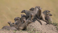 [:es]Mongoose mothers help their colonies thrive—by forgetting which pups are theirs[:]