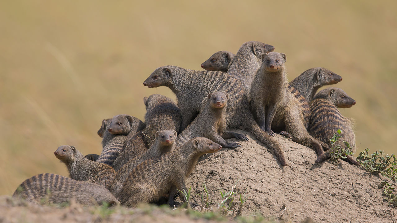 [:es]Mongoose mothers help their colonies thrive—by forgetting which pups are theirs[:]