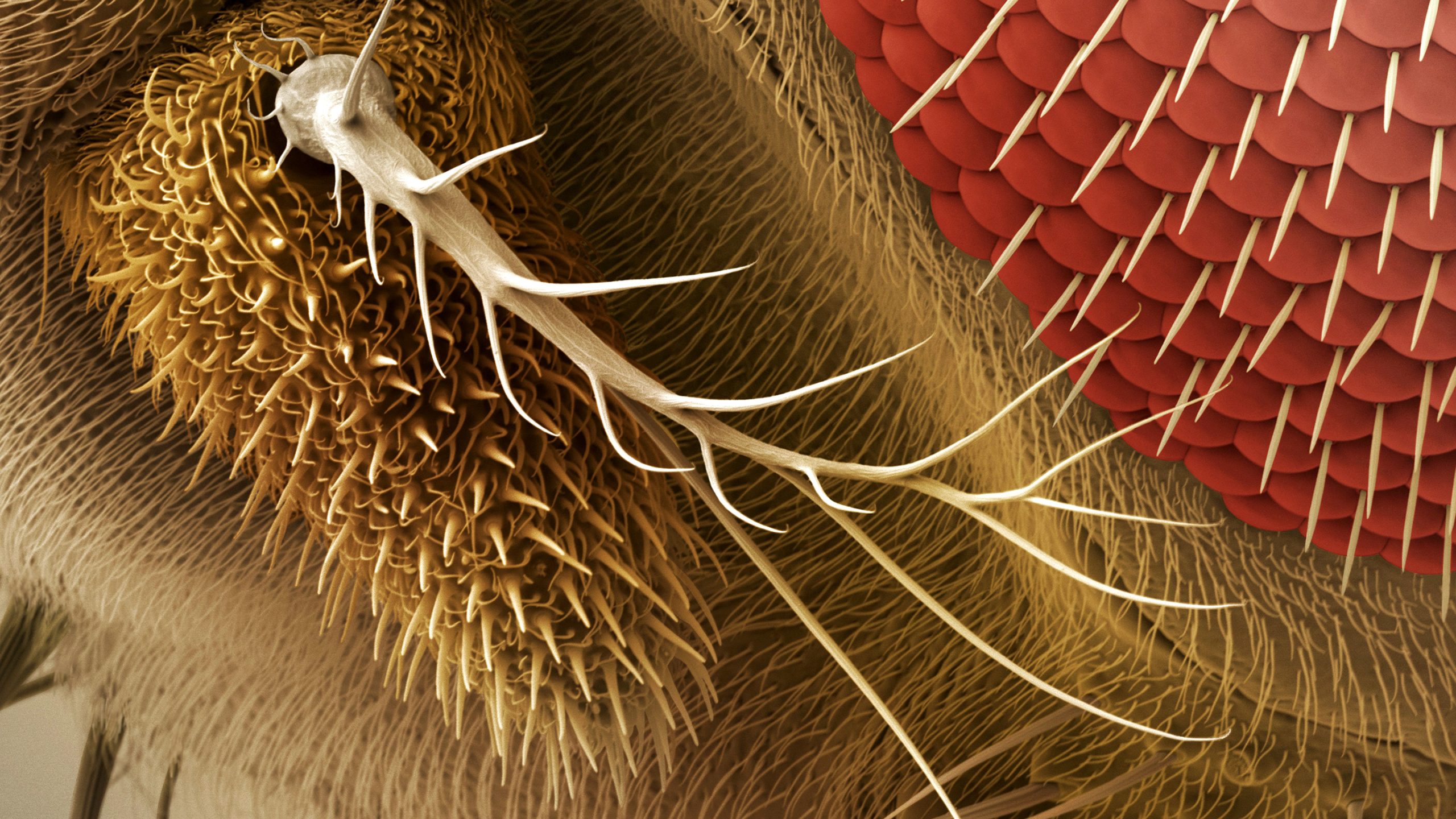 [:es]Secret Workings of Smell Receptors Revealed for First Time[:]